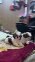 Shih Tzu Puppies for sale in Ghaziabad, Uttar Pradesh. price: NA