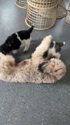 Standard Poodle Puppies for sale in Flagler Beach, Florida. price: NA