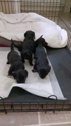 Dachshund Puppies for sale in Dunnellon, Florida. price: $1,200