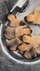 German Shepherd Puppies for sale in Pembroke, North Carolina. price: $8,001,200