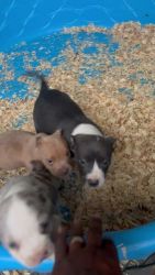 American Bully Puppies for sale in Danville, Virginia. price: $1,000