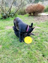German Shepherd Puppies for sale in Myrtle Point, Oregon. price: NA