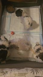 Miniature Poodle Puppies for sale in Hueytown, Alabama. price: $2,000