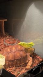 Tortoise Reptiles for sale in Jersey City, New Jersey. price: $200