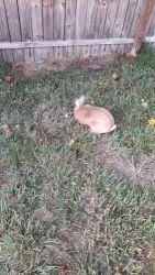 Domestic rabbit Rabbits for sale in McLeansville, North Carolina. price: $4,000