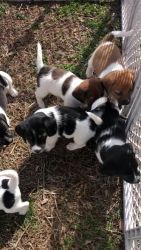 Jack Russell Terrier Puppies for sale in Geraldine, Alabama. price: $100