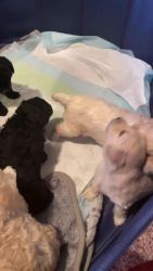 Poodle Puppies for sale in Menlo Park, California. price: $700