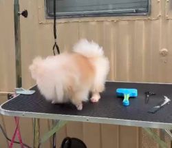 Pomeranian Puppies for sale in Kissimmee, Florida. price: $5,000