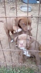 Adorable red nose pit bull puppies