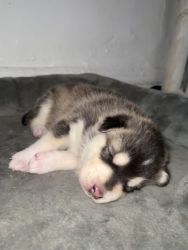 Siberian Husky Puppies for sale in Byron, Minnesota. price: $1,200