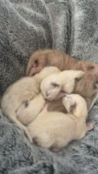 Ragdoll Cats for sale in Mannum, South Australia. price: $1,000
