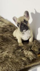 French Bulldog Puppies for sale in Inglewood, California. price: $2,500