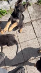 Full blooded German shepherd puppies