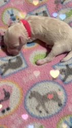 Havapoo Puppies for sale in Jacksonville, Florida. price: $1,200