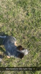 Austrailian Blue Heeler Puppies for sale in Concord, North Carolina. price: $350