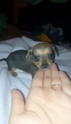 Chiweenie Puppies for sale in Ackerman, Mississippi. price: $400