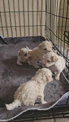 Miniature Poodle Puppies for sale in Arlington, Texas. price: $900