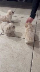 Shih-Poo Puppies for sale in Albuquerque, New Mexico. price: $500