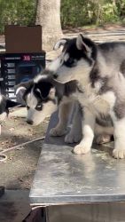 Siberian Husky Puppies for sale in Knightdale, North Carolina. price: $350