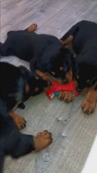 Rottweiler Puppies for sale in Greenacres, Florida. price: NA