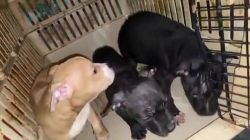 American Pit Bull Terrier Puppies for sale in Columbus, Ohio. price: $150