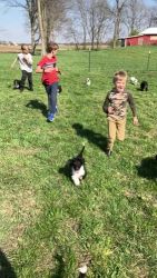 Bernedoodle Puppies for sale in Buda, Illinois. price: $1,500