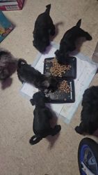 Schnauzer Puppies for sale in Jacksonville, Florida. price: $1,000