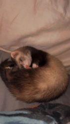 Selling 6 month old female ferret