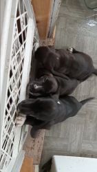 Basset Fauve de Bretagne Puppies for sale in Beaver Falls, New York. price: $600