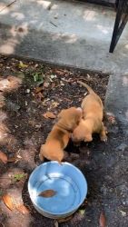 American Pit Bull Terrier Puppies for sale in Orlando, FL, USA. price: $350