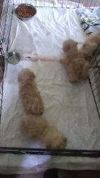 Toy Poodle Puppies for sale in Greensboro, North Carolina. price: $500