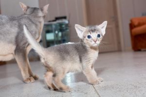 Abyssinian Kittens Ready