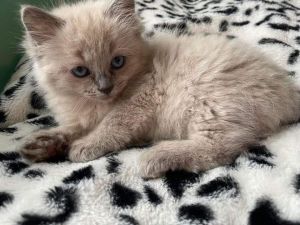 Ragdoll kittens for adoption and rehoming