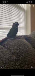 Black cup conure