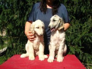 Afghan Hound Puppies for sale