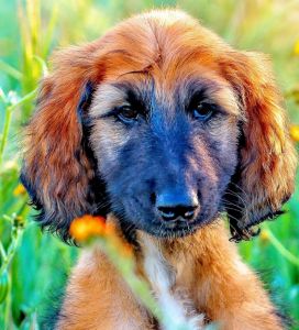 Afghan Hound Puppies