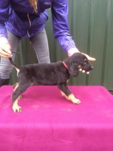 Afghan Hound Puppies