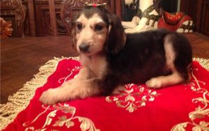 Babies Boo Akc Male& female Afghan Hound Puppies For Sale.