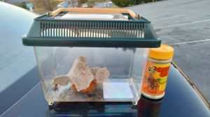 African fat tail Gecko