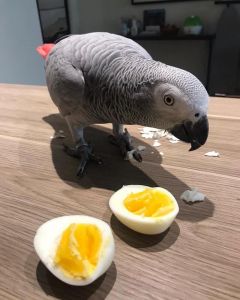 African Grey Parrot For Sale