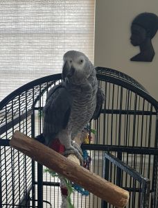 Special Parrot for sale