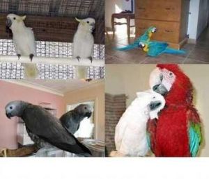 African Grey,Parrots, for sale