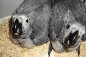 Healthy Babies Parrots And Fertile Parrots Eggs