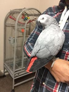 african gray parrots far sale