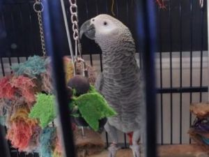 Outstanding African Grey Parrot for Adoption
