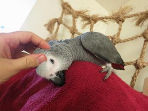 beautiful African grey Parrot
