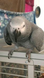 Congo African Grey Parrot