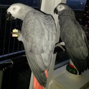Pair OF AFRICAN GREY PARROTS