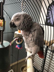 Female African Grey Congo Breeder