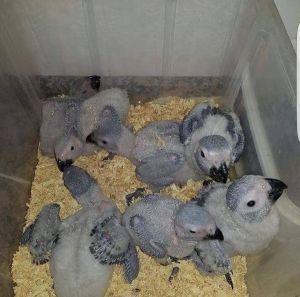 Congo African Grey Parrots
